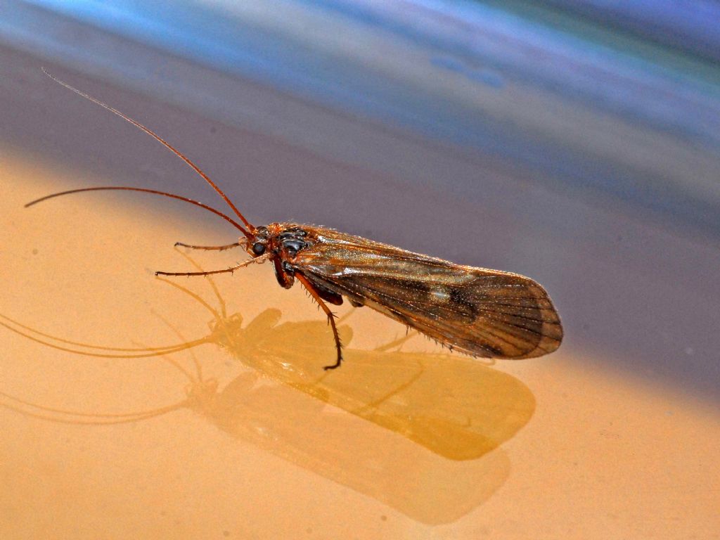 Tricottero da identificare - Limnephilus sp.